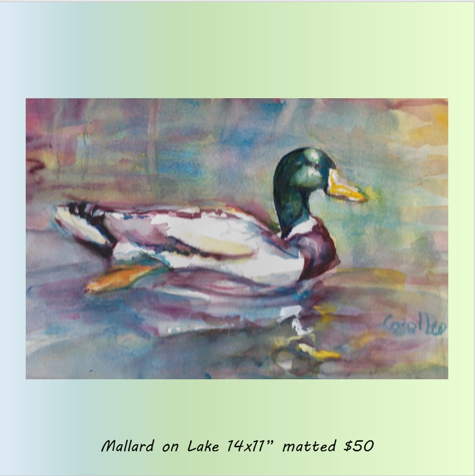 Mallard on Lake
